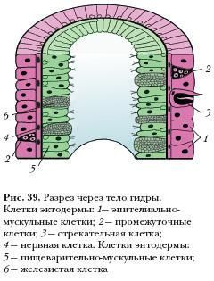 Кракен макет плейс